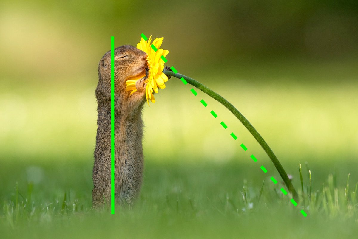 alpharivelino's tweet image. Be the squirrel