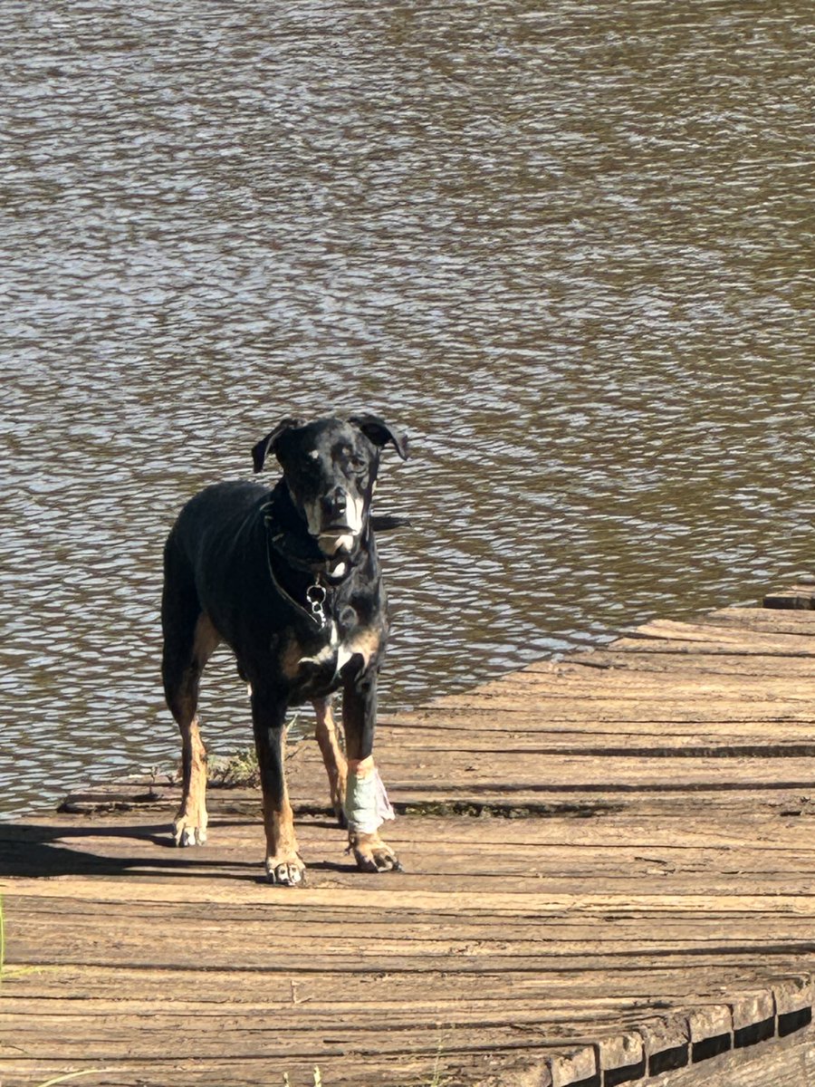 BethanyCCompton's tweet photo. Dogs don’t live long enough, but they fill our hearts with a lifetime of love. https://t.co/qbXMdwVxtw