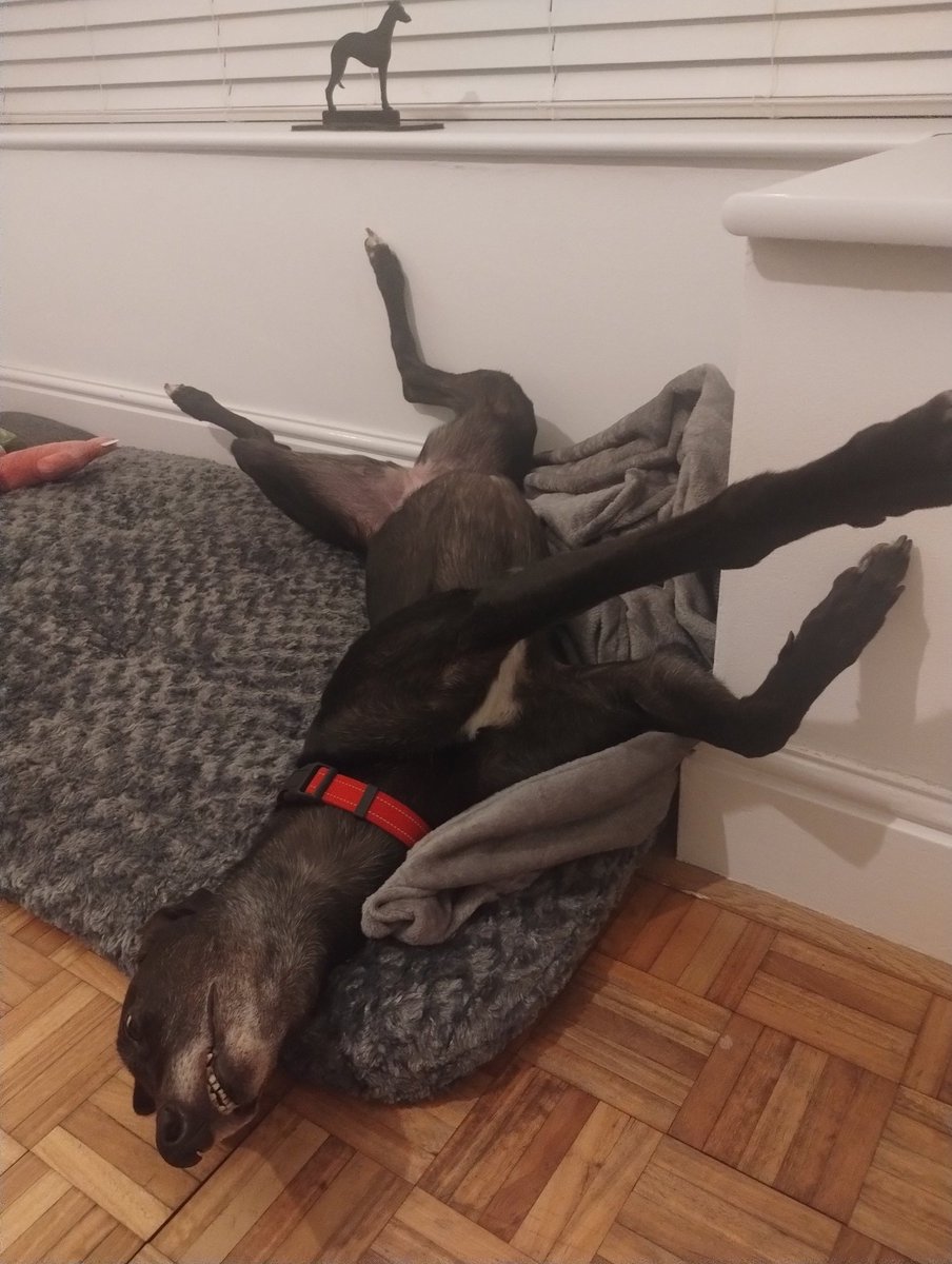 davefeetham65's tweet photo. Newly adopted retired greyhound Sadie putting her feet up and making herself  "at home"  in her new home. 🐾 https://t.co/GKtwWRuBaI