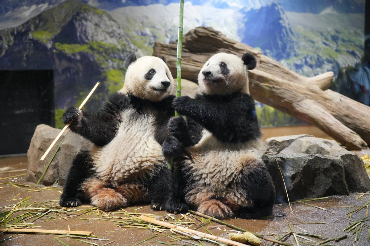 おさかなパンダ こんにちは「オサカナバルPANDA」です！ ✨しらすたっぷり