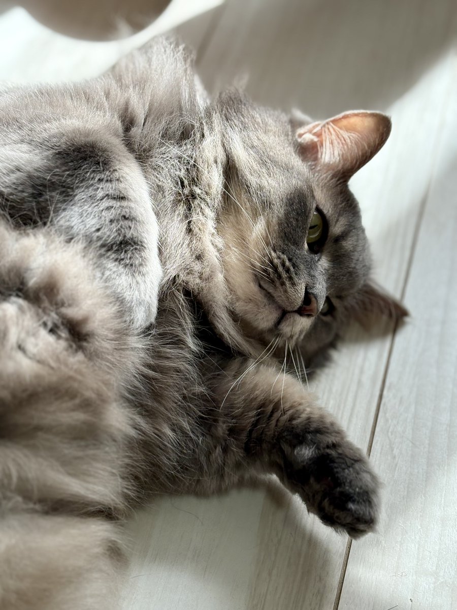 もこもこのひと tweet media