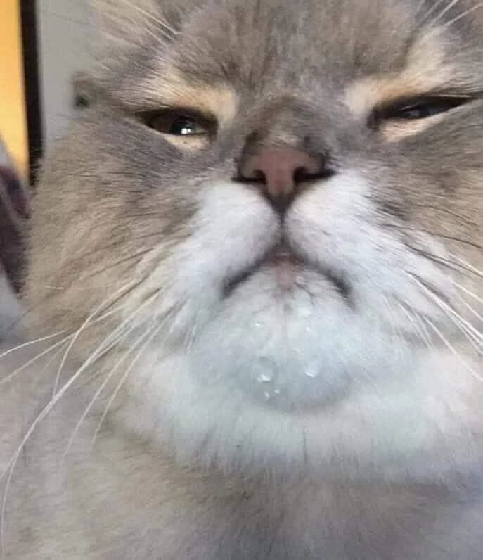 Punch Cat (@punchingcat) on Twitter photo 