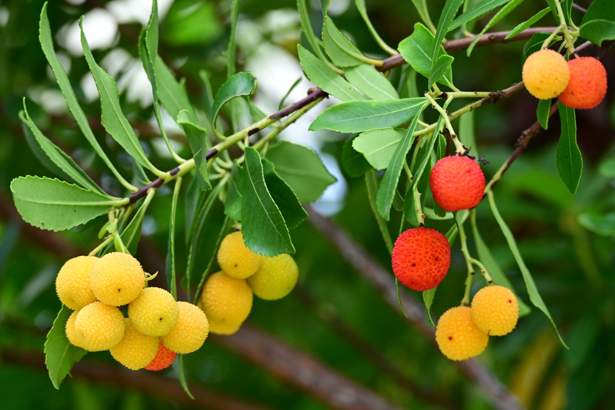 ホッシー@photo on X