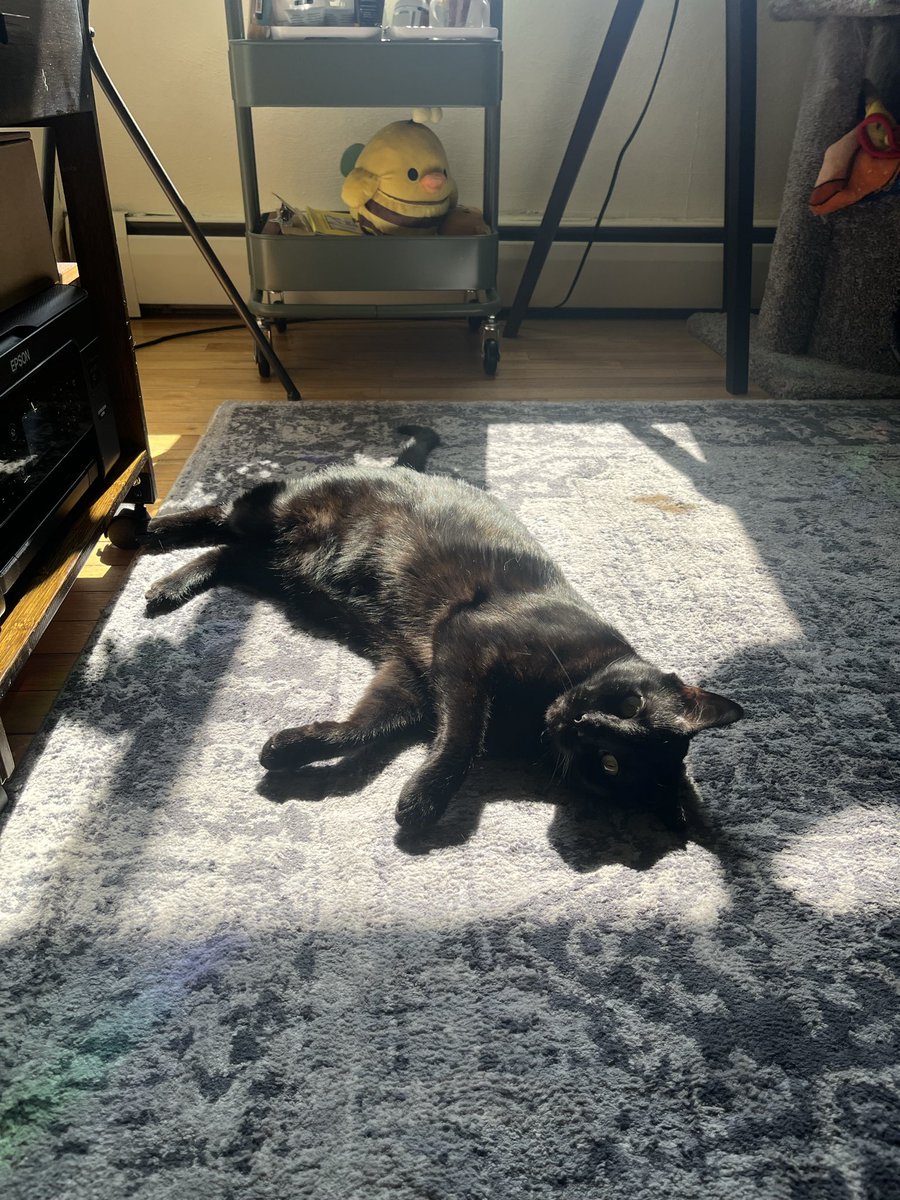 ellectrey's tweet photo. happy national black cat day to my favorite girl 🖤 https://t.co/e1pZugKKsM