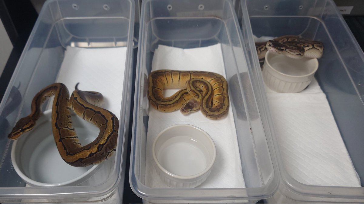 兄弟
ピンストライプ
パステルピンストライプ
パステルシナモン
みんなヘテロアルビノ