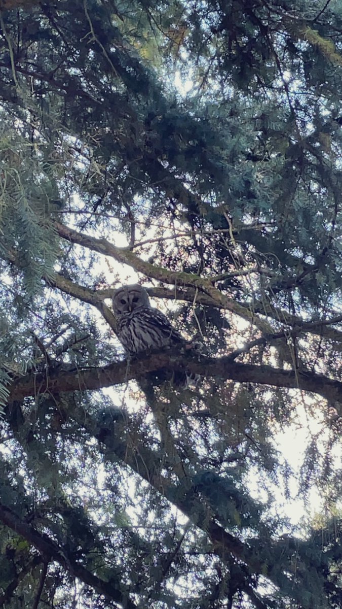Jarngeek's tweet image. I’m so stoked. Not only did the barred owl survive the windstorm, he is still hanging out in my backyard