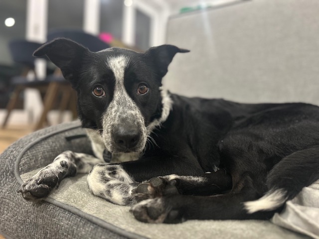Pepper - 3yo, female - Border Collie x Australian Cattle Dog - NSW *On trial with my new family*
workingdogrescue.com.au/?p=122831
available,AWDRI,NewSouthWales(NSW)