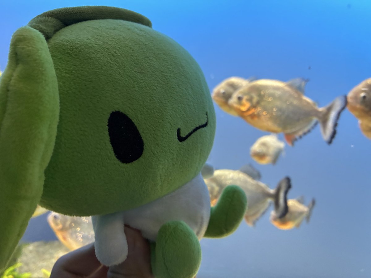 ピラニア軍団 ピラニア軍団 Discography: Vinyl, CDs, & More | Discogs