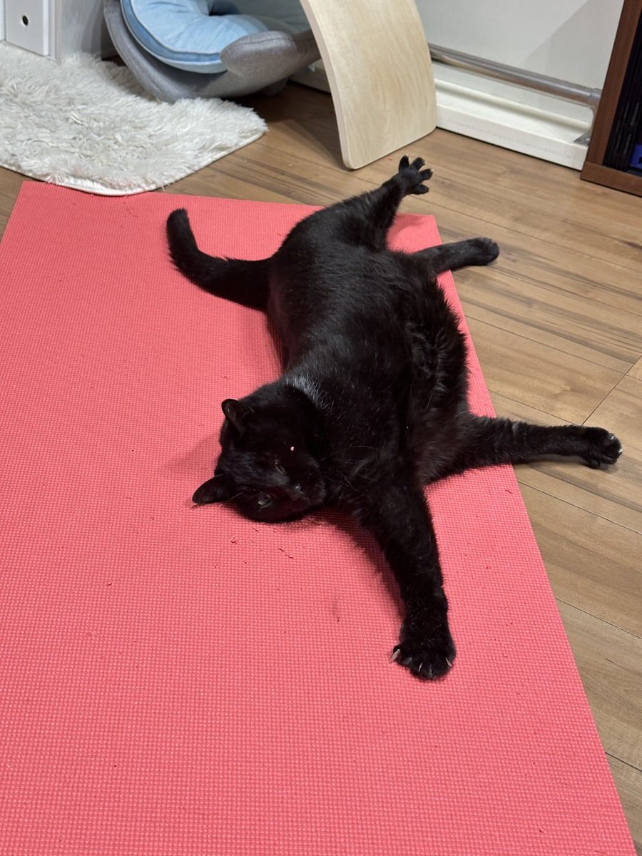 我が家の黒猫 on X