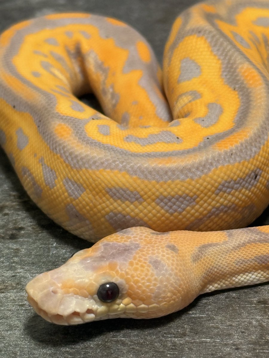 asahi_royals's tweet image. うちに来て初脱皮👻
ハロウィン感あっていいね🎃
#Ballpython 
#CGBPLeoClown 
#LilBalls 
#ボールパイソン