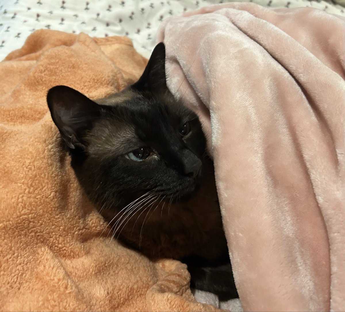 What a tough life. 🐈 #cats