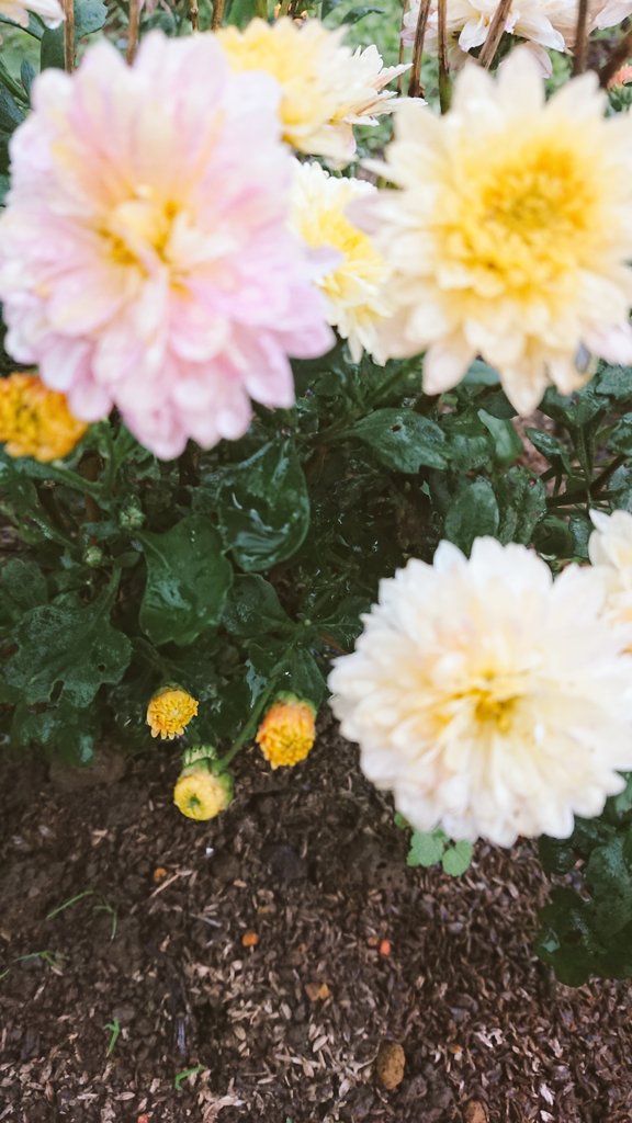 まやさま確認ページ♡ 瀬山まどかです優しいエピソード募集 | サクヤコノハナのブログ