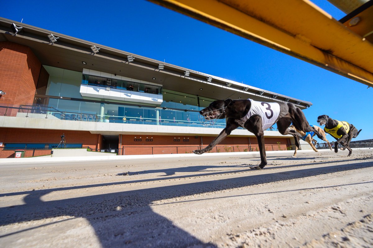 Juniper Rose has won three of her last four and looks the chaser to beat in the Grade 5 final at Q2 this evening!

Fields: thedogs.com.au/racing/ladbrok…