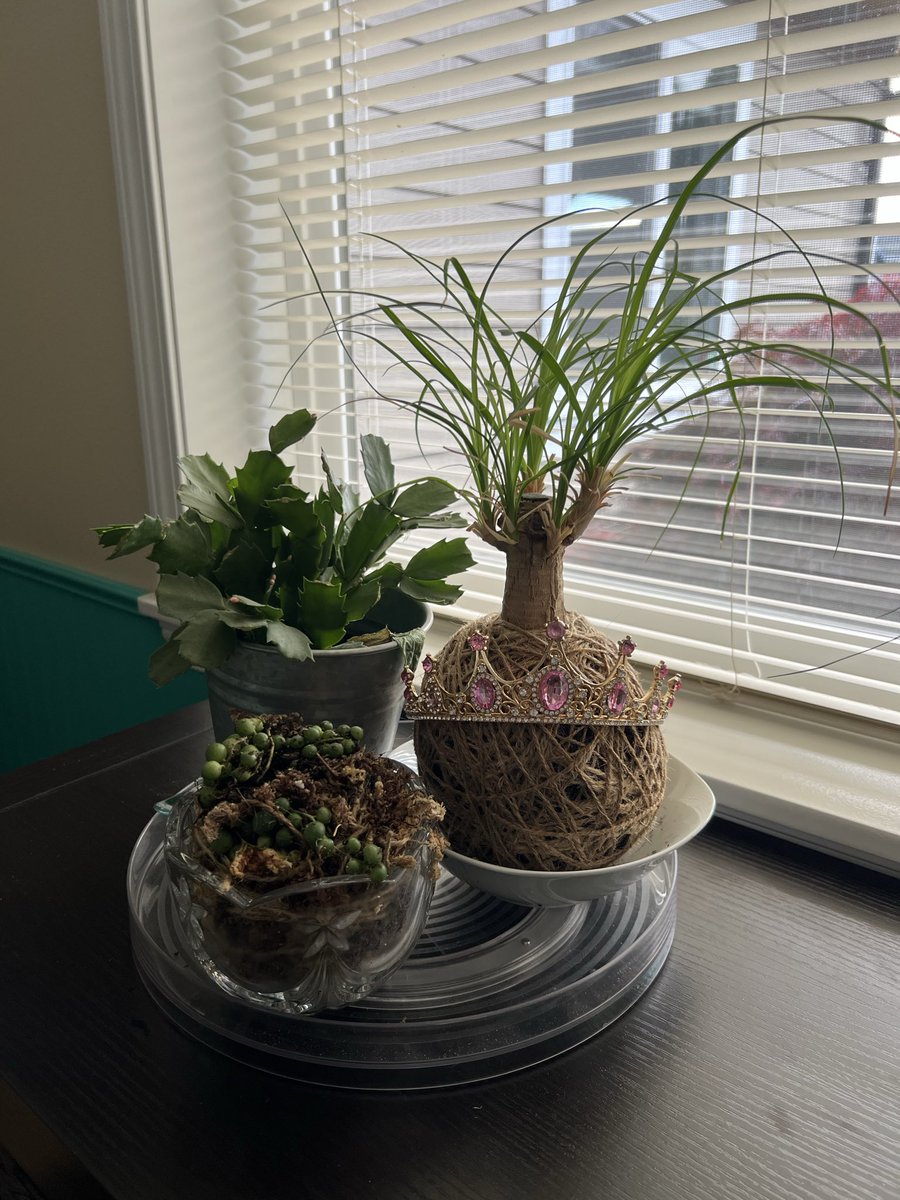 Having fun  with kokedama
It’s so relaxing