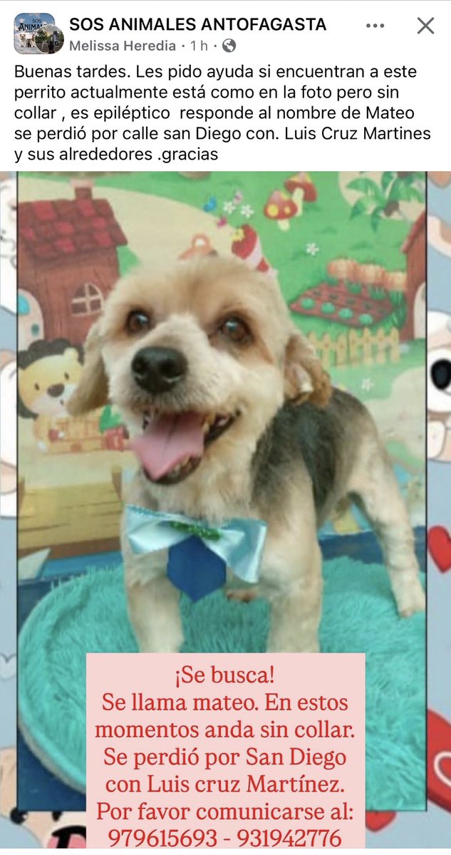 🚨🚨🚨🚨🚨🚨🚨🩸🚨🚨🚨🚨#Antofagasta