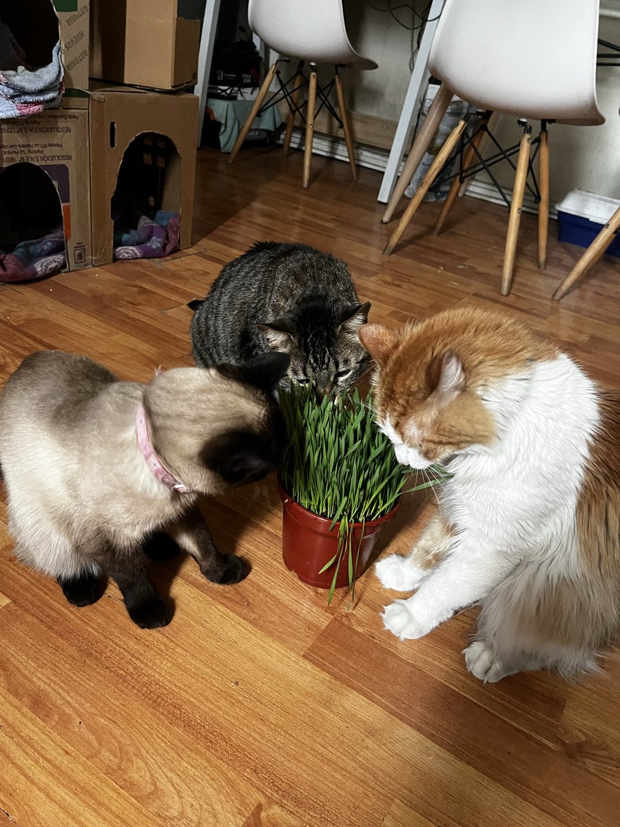 Prackg's tweet image. Es la hora de la hierba gatera #catnip 😅😅😅 #CatsLover