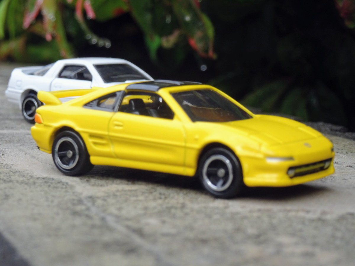 P.willinckii YMDS（Mr.Yot） イエロームーンドワーフ①S P.willinckii YMDS（Mr.Yot） イエロームーンドワーフ② P