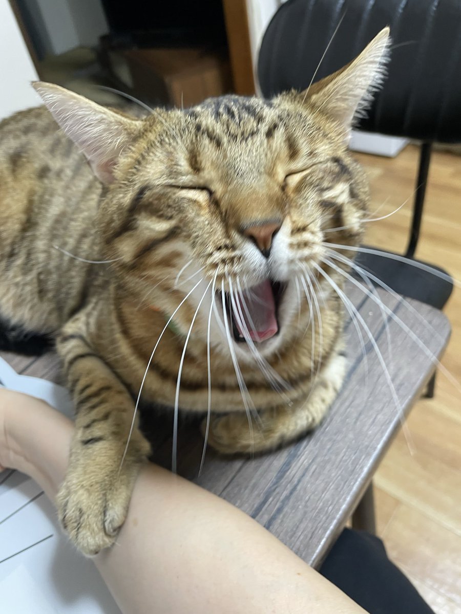 おはようございます😊

＃ガォー曜日

迫力ｶﾞｫｰとおまぬけｶﾞｫｰの
Wｶﾞｵｰでおはにゃん😼🐾

今日は晴れのち曇りのようです🌤️

✨今日も良い日になりますように✨

⭐︎おだしの日
⭐︎速記記念日
⭐︎日本のABCの日
⭐︎信濃町・霧下そばの日

#保護猫
#ねこかわいいね