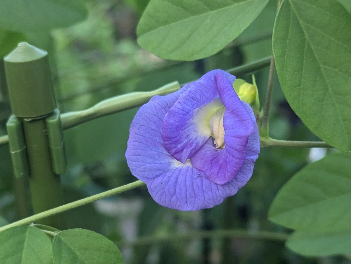 はなりん様 Amazon.co.jp: いしかわ舞台芸術祭2025 公式ガイドブック 通常版