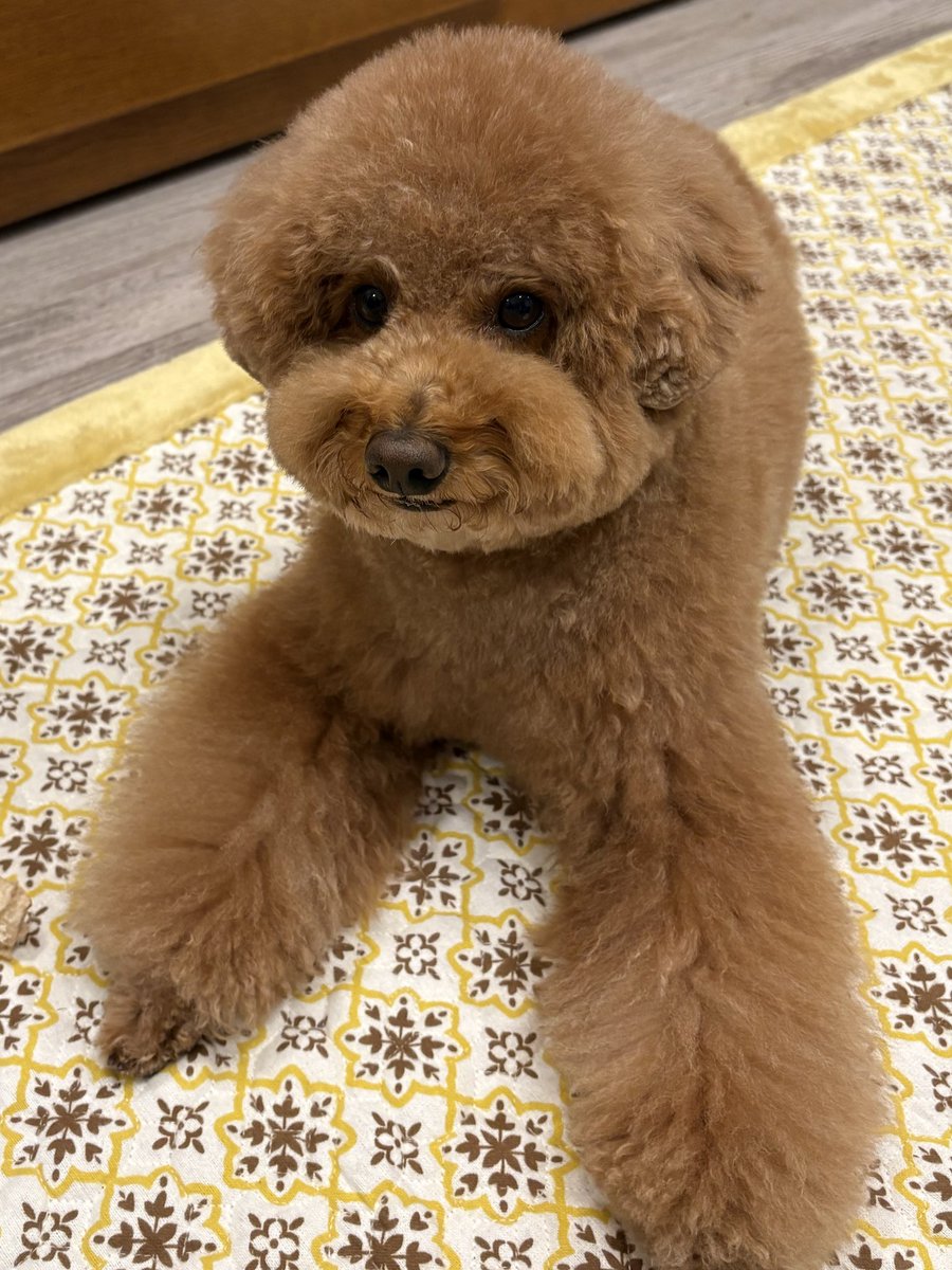 プードルです★ トイプードル🐶ふう太 (@koyu_yuko) / Posts / X