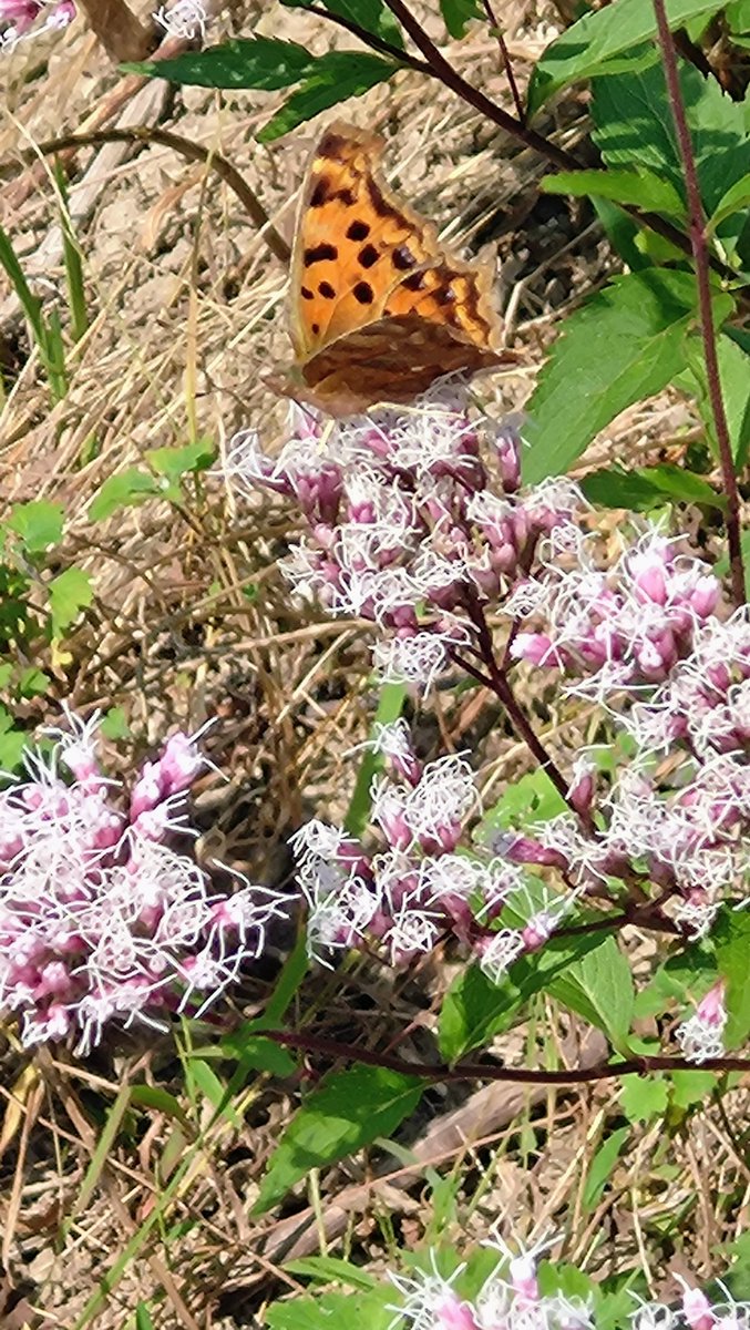 信州産 アルストメリア・藤袴・銀貨草・黄色の小花 joy様のご確認用