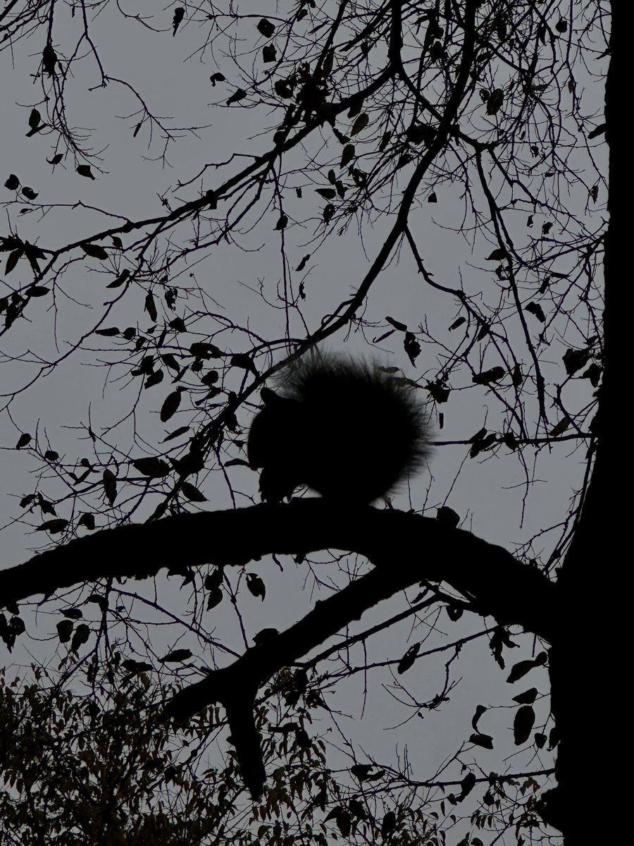 Who's that Pokémon???