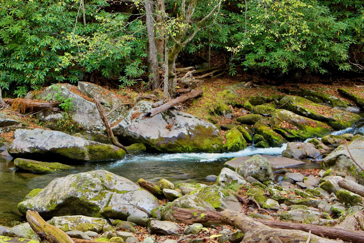 DeepGreens2's tweet image. Wandering day in Elkmont, Great Smoky Mountains NP #Photography #GSMNP #Streams #Rivers #Nature #Smokies #FallVibes