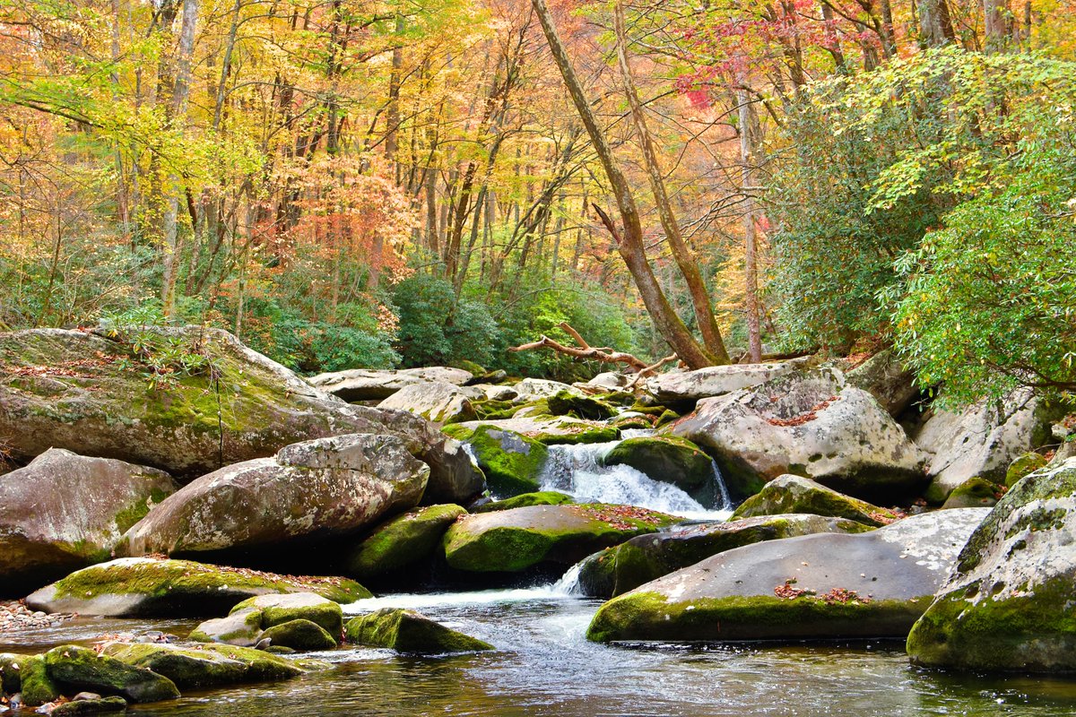 DeepGreens2's tweet image. Wandering day in Elkmont, Great Smoky Mountains NP #Photography #GSMNP #Streams #Rivers #Nature #Smokies #FallVibes