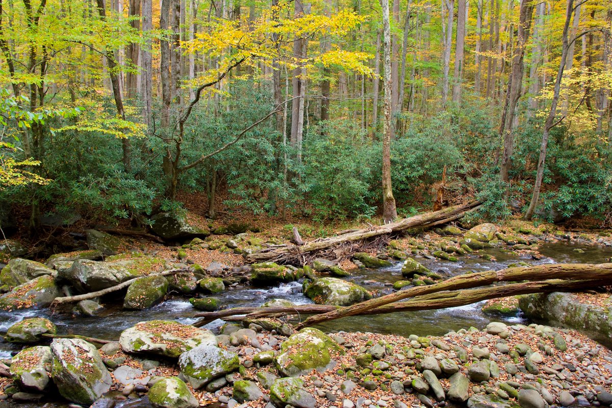 DeepGreens2's tweet image. Wandering day in Elkmont, Great Smoky Mountains NP #Photography #GSMNP #Streams #Rivers #Nature #Smokies #FallVibes