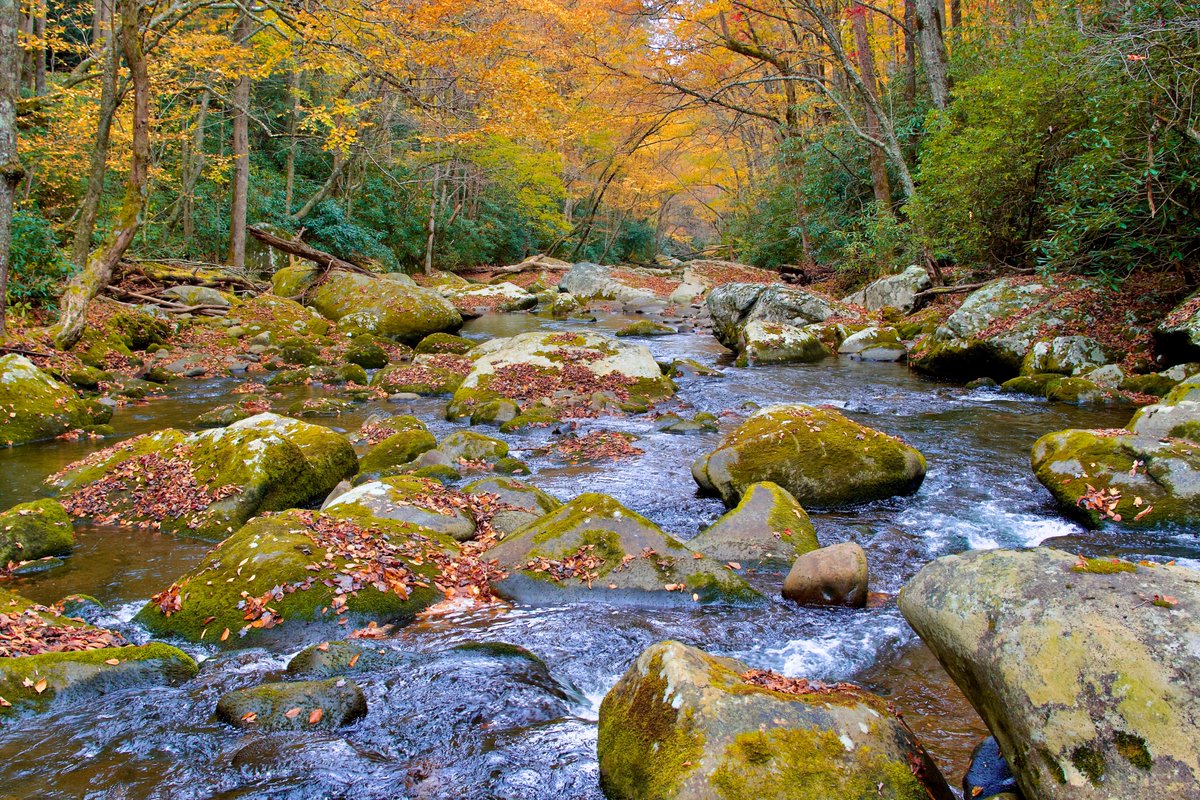 DeepGreens2's tweet image. Wandering day in Elkmont, Great Smoky Mountains NP #Photography #GSMNP #Streams #Rivers #Nature #Smokies #FallVibes