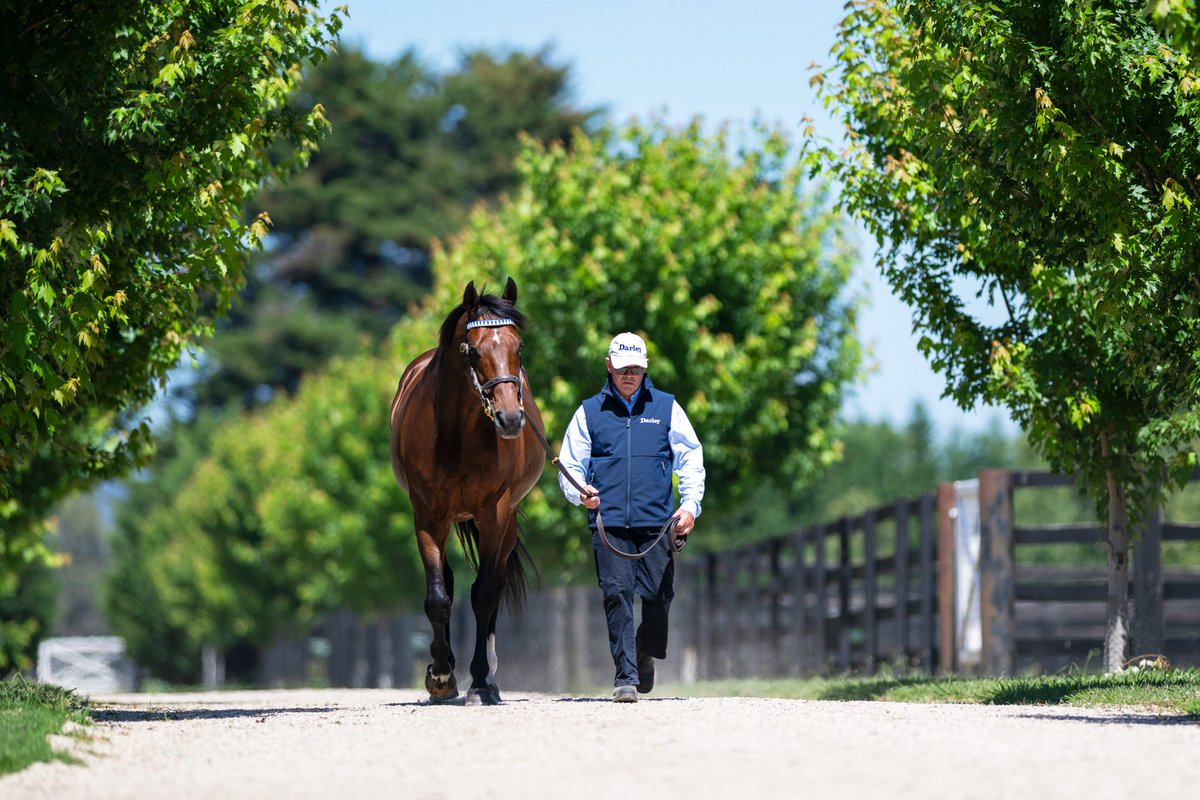 Darley in Australia tweet media