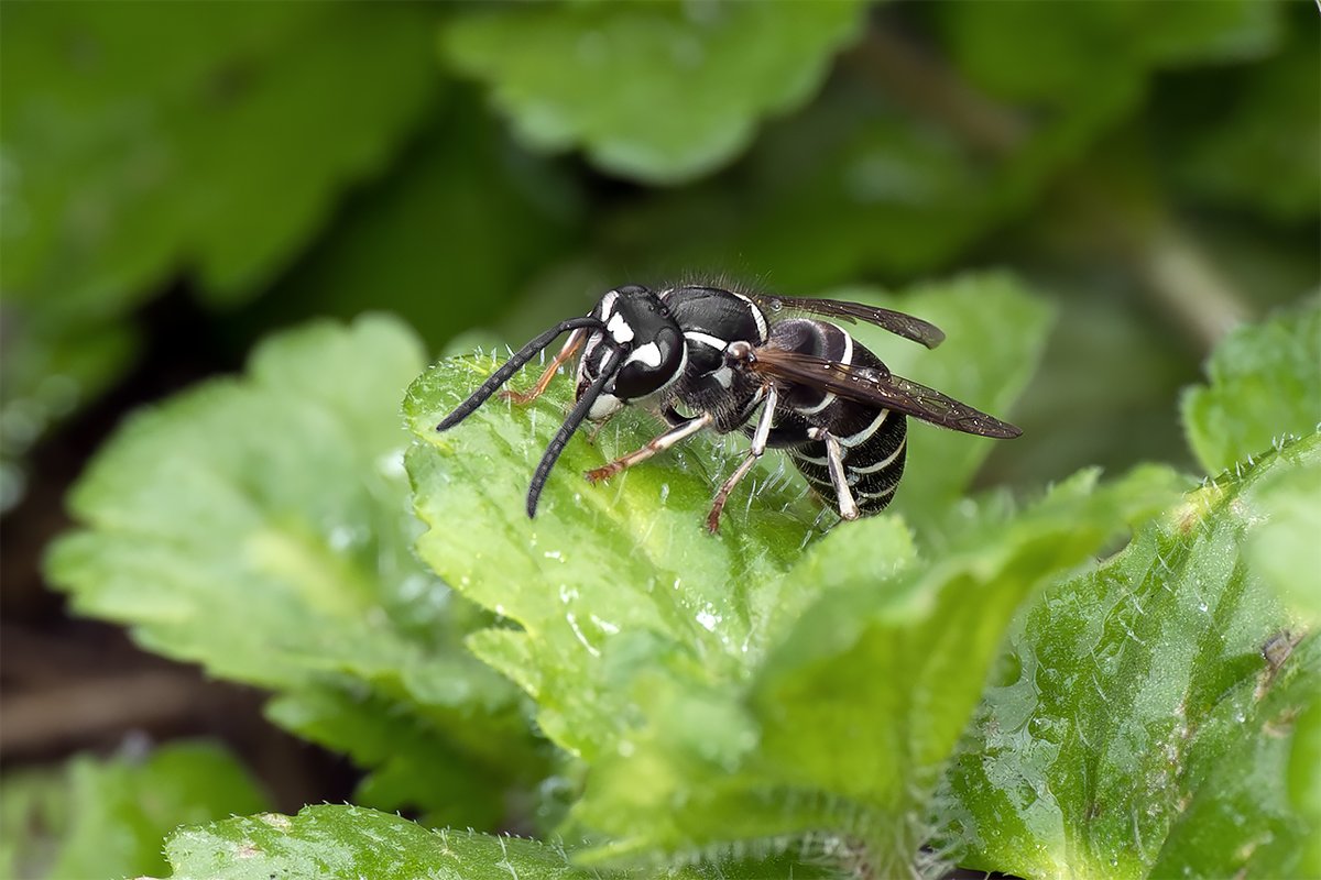 モミジです。 Amazon.co.jp: [ミズノ] 安全靴 オールマイティ ALMIGHTY SU51L