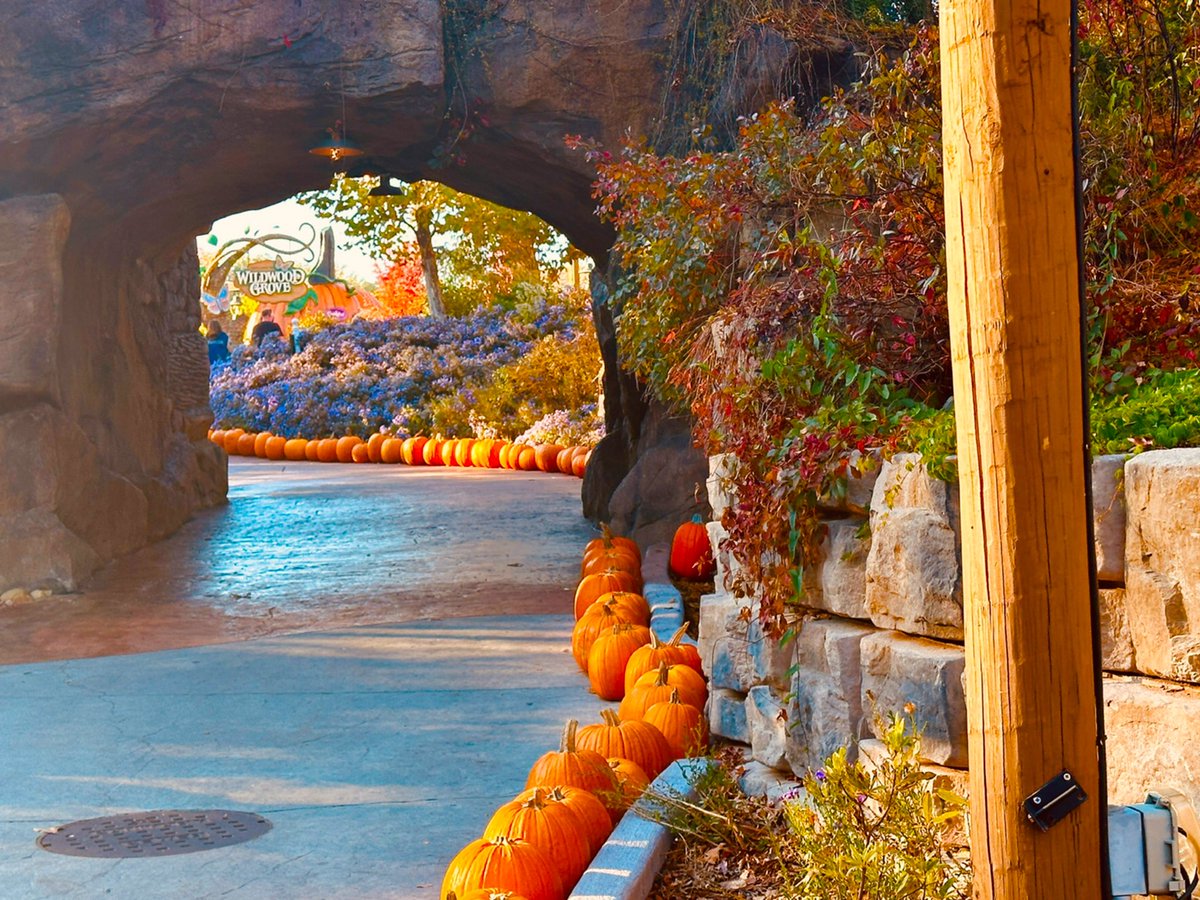 Peak #Dollywood colors from a few year ago. This years looked great, but not quite to peak yet.