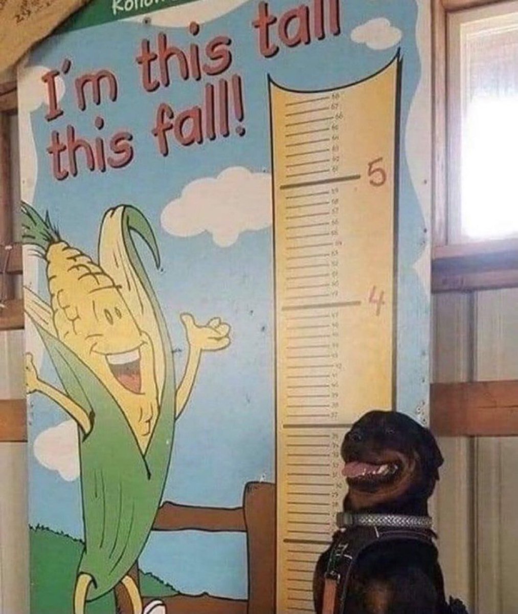 everything dogs 🐶 (@everythingdogss) on Twitter photo 