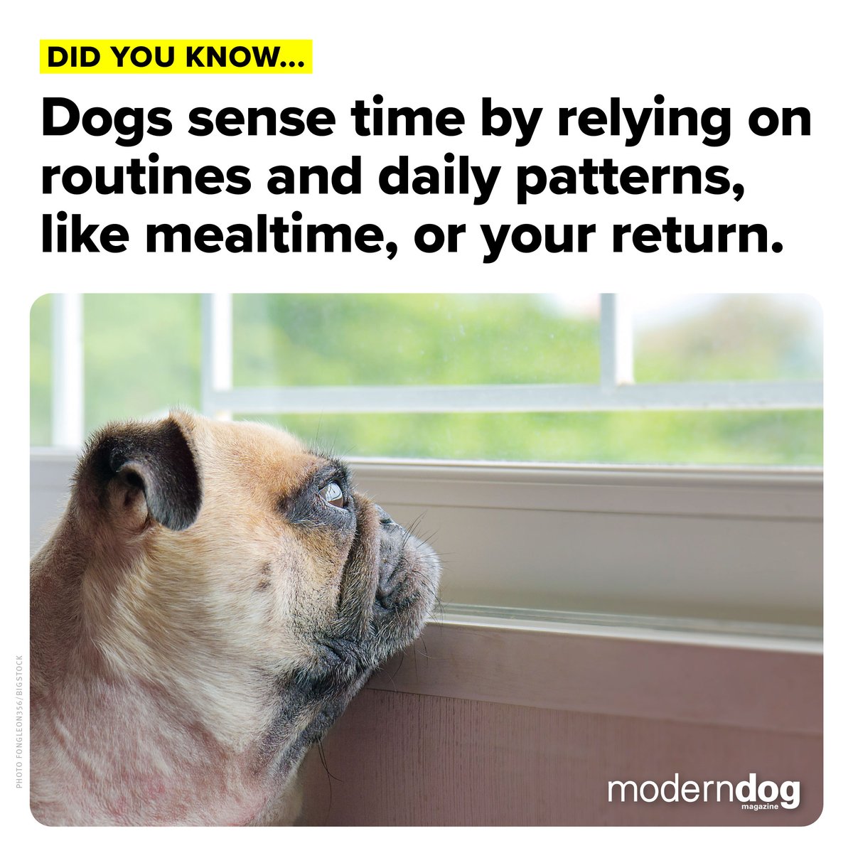 Do you feel like your dog knows when it's dinner time? 🤔🐶⁠
⁠
#moderndog #moderndogmagazine #dog #dogs #cute #woof #doglovers #dogloversclub #doglife #dogoftheday #pets #dogsofx #trivia #dogfacts