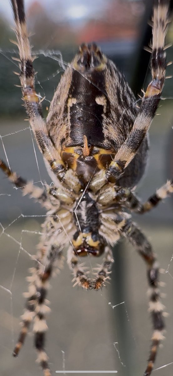 Hey spider guys, I took these photos and am I seeing a spider penis?