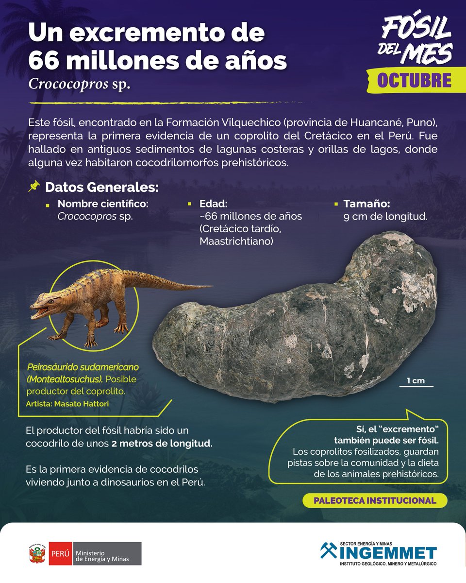 💩 ¡Un fósil muy curioso!

El #Crococopros, un coprolito de 66 millones de años, revela la presencia de cocodrilos que coexistieron con dinosaurios en el altiplano peruano 🐊🦕

#FósilDelMes #Ingemmet #CienciaPeruana #Paleontología