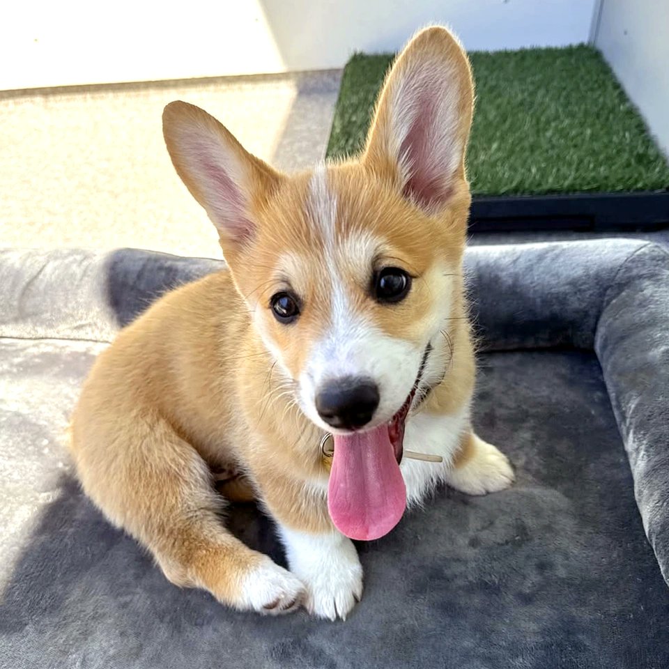 Blessing your feed with an adorable doggy smile on this #TongueOutTuesday 🐶👅⁠
⁠
📸: cheddarcorg⁠ on IG
⁠
#moderndog #moderndogmagazine #dog #dogs #cute #woof #doglovers #dogloversclub #doglife #dogoftheday #pets #dogsofx #corgi #corgisofx