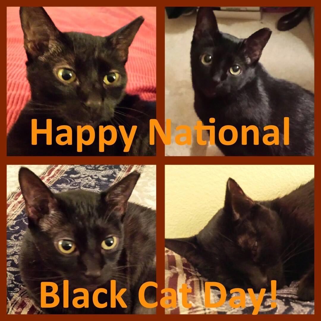 🐾🐈‍⬛🐾❣️Happy National Black Cat Day!