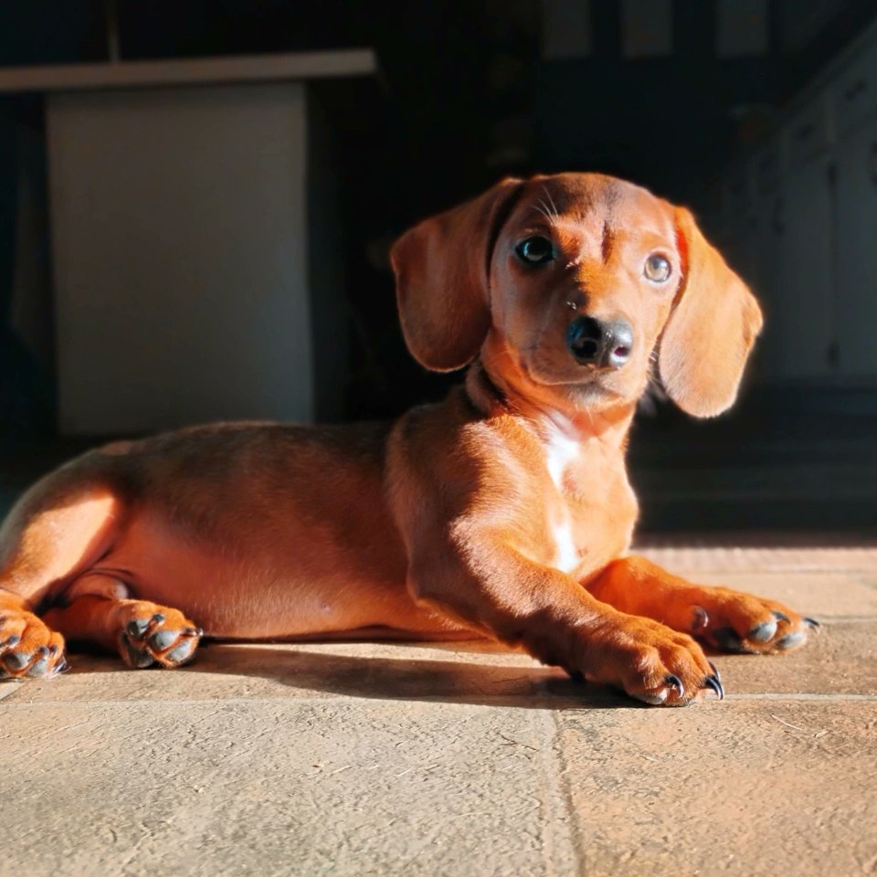 Brownie the dachshund pup is looking as beautiful as a Renaissance painting 😍🐾❤️⁠
⁠
📸: Brownie and her human, Rose!⁠
⁠
#moderndog #moderndogmagazine #dog #dogs #cute #woof #doglovers #dogloversclub #doglife #dogoftheday #pets #dogsofx #Dachshund #WeinerDog #Doxie