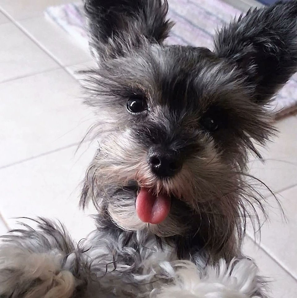 Get happy for #TongueOutTuesday! 🐶👅⁠
⁠
📸: Inky and her human, Sondra!⁠
⁠
#moderndog #moderndogmagazine #dog #dogs #cute #woof #doglovers #dogloversclub #doglife #dogoftheday #pets #dogsofX #MiniatureSchnauzer #MiniSchnauzer #SchnauzersofX