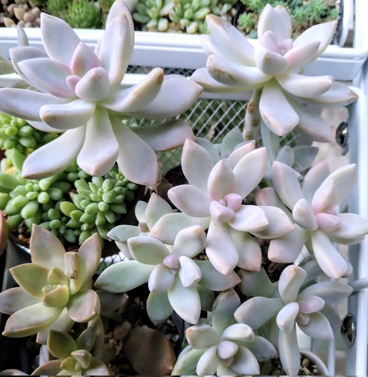 ★多肉 寄せ植え〜flower 29car  white〜★ ☆多肉 寄せ植え〜flower 29car white〜☆