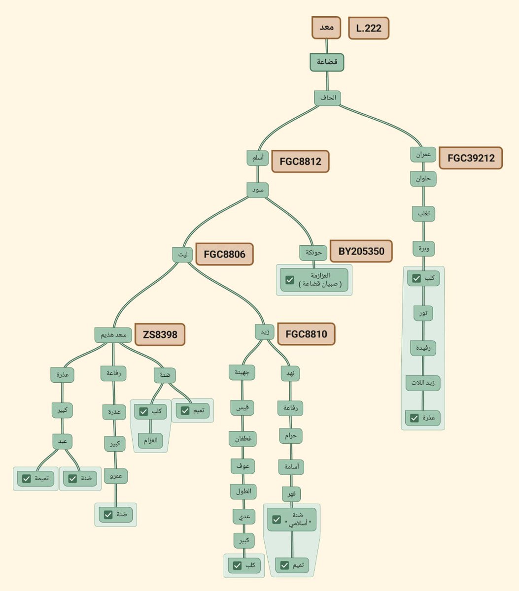 قضاعة بن معد || DNA tweet media