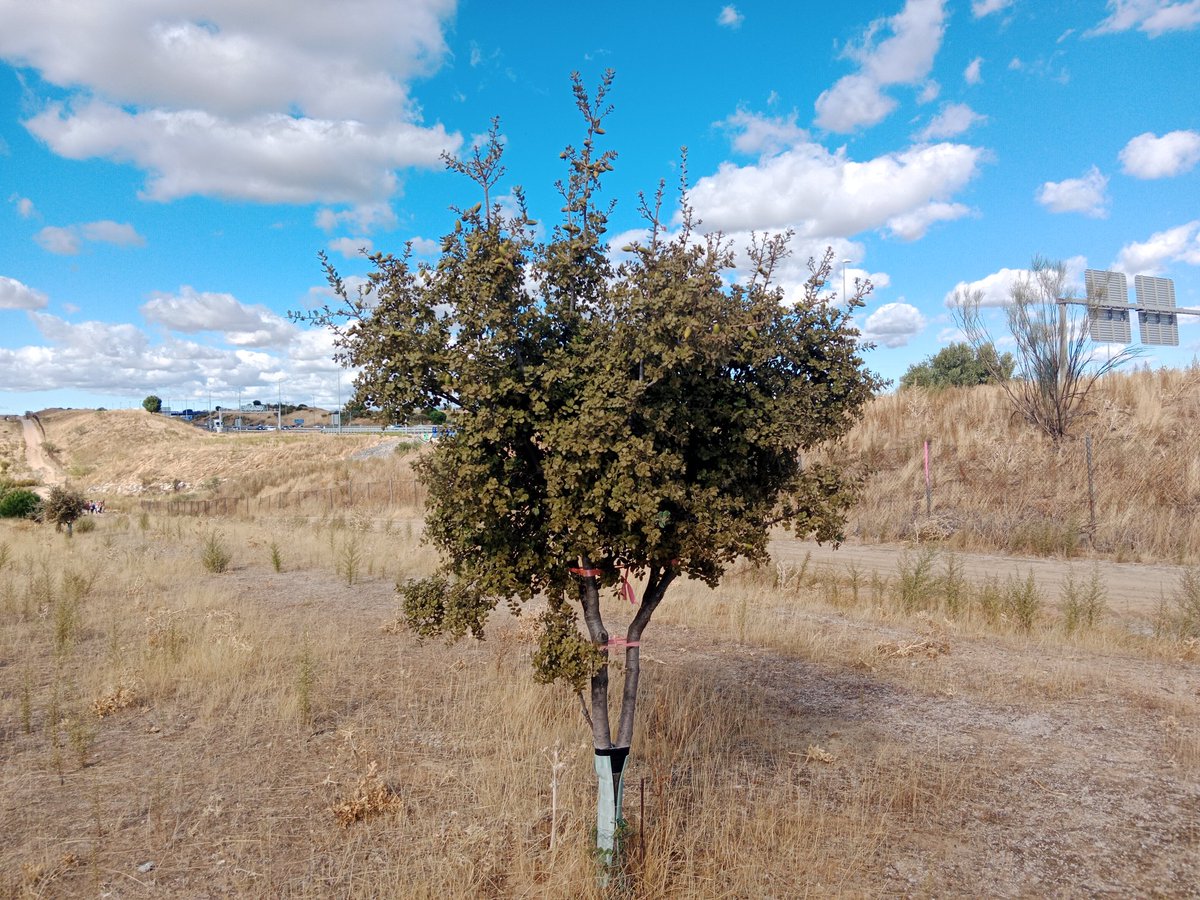 Corredor 🌳🌾🌿 del Suroeste 🌻🌛 tweet media