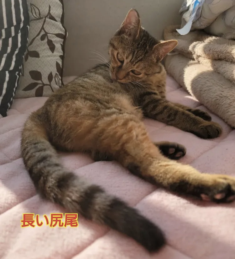 みっちゅう3_meow_chacha on X