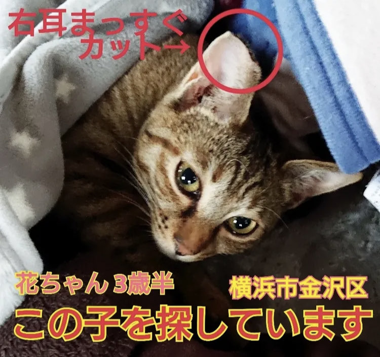 るちゃ猫 maxresdefault.jpg?sqp=-