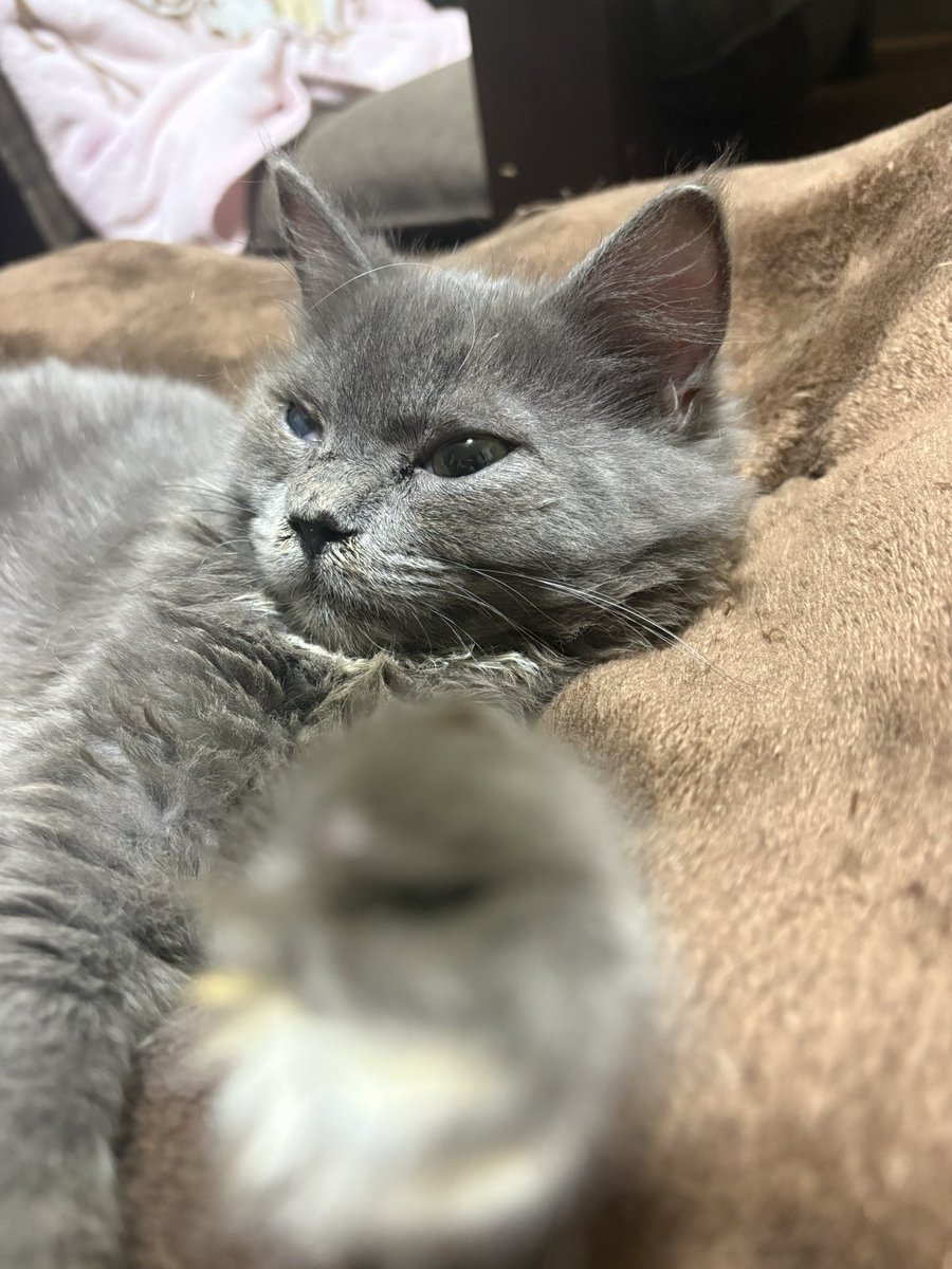 にゃんたろう SHOCHIKU STORE | 松竹ストアかぶきにゃんたろう 開運占い: 松竹