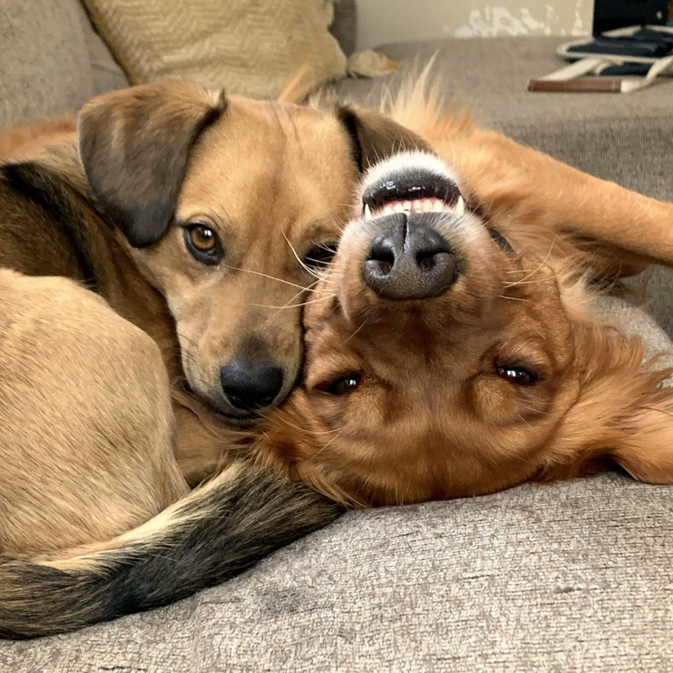 Starting the week off right with some puppy love 🐶❤️🐾⁠
⁠
📸: Spruce &amp; Belle by their human, Claire!⁠
⁠
#moderndog #moderndogmagazine #dog #dogs #cute #woof #doglovers #dogloversclub #doglife #dogoftheday #pets #dogsofx