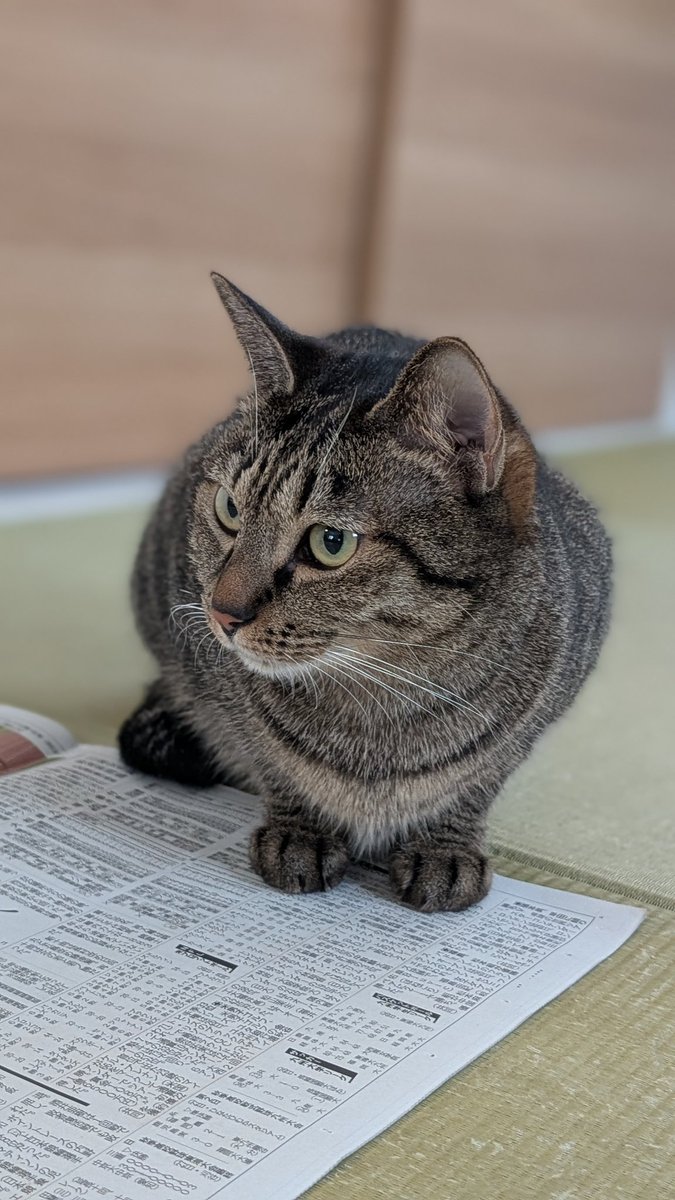 ねこページ① れおまろ on X