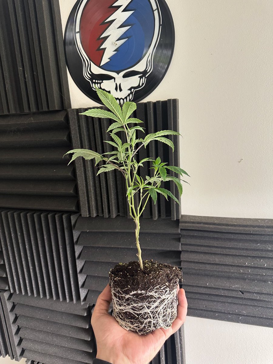 appalachian_jay's tweet photo. Soureen (Irene OG x ECSD) https://t.co/UdiC0YIeBU